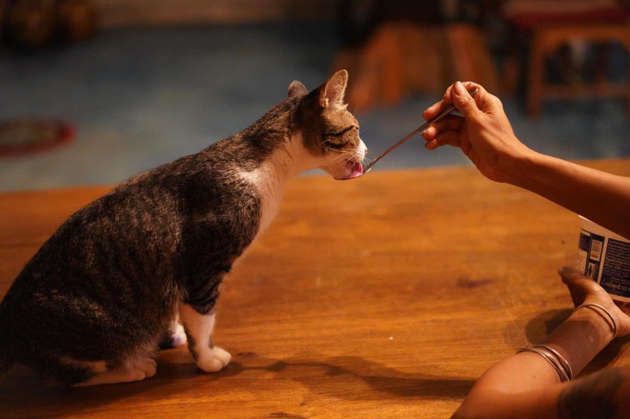 True Nature Chiang Mai - Yoga & Meditation Homestay Retreat エクステリア 写真