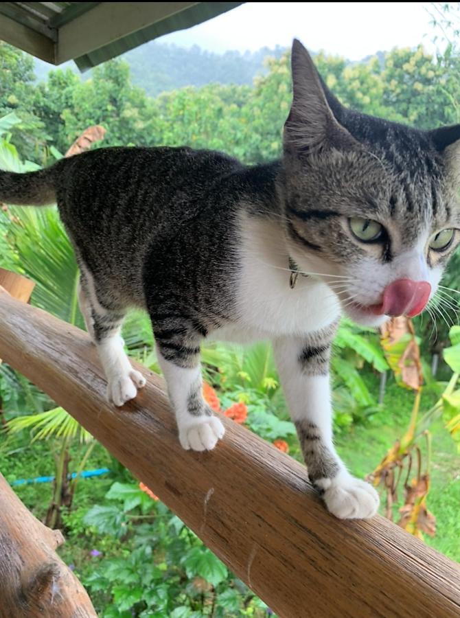 True Nature Chiang Mai - Yoga & Meditation Homestay Retreat エクステリア 写真