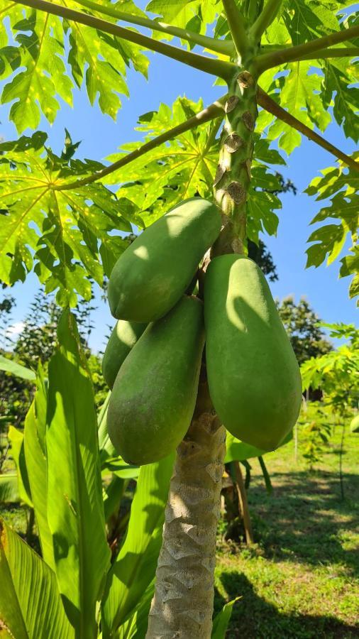 True Nature Chiang Mai - Yoga & Meditation Homestay Retreat エクステリア 写真