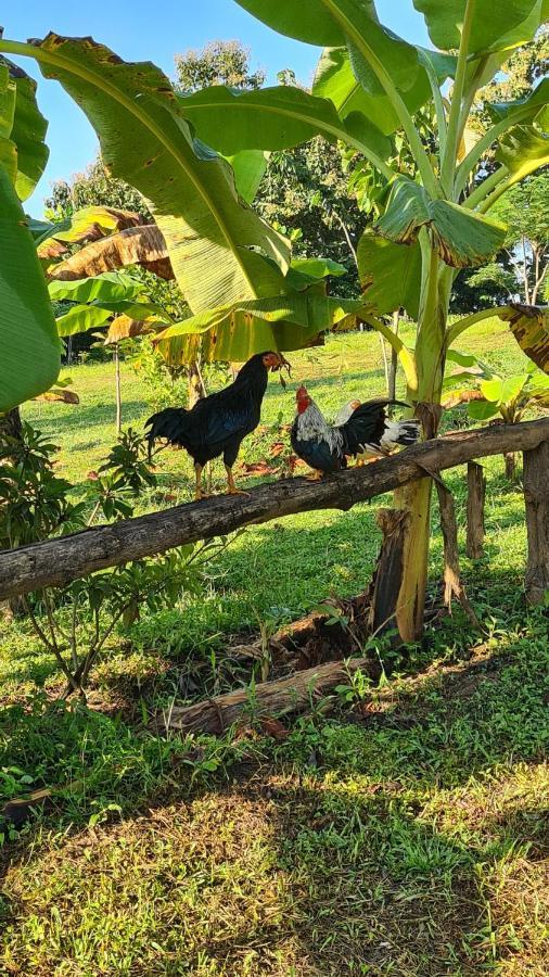 True Nature Chiang Mai - Yoga & Meditation Homestay Retreat エクステリア 写真
